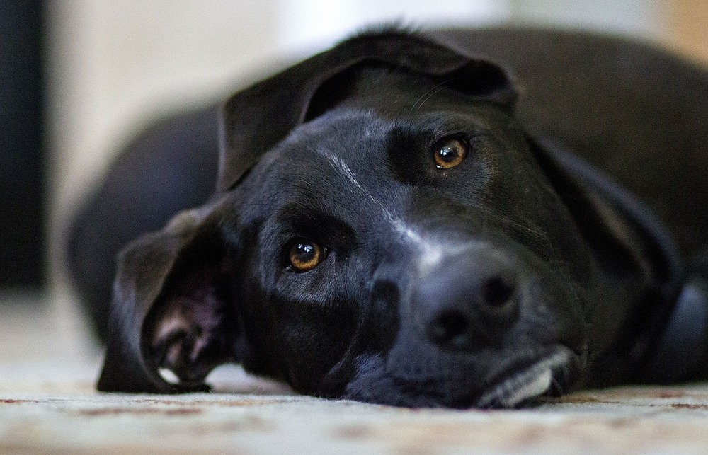 Mums ir maz laika, lai sāktu sniegt pirmo palīdzību. Kā pareizi sniegt pirmo palīdzību sunim vai kaķim?