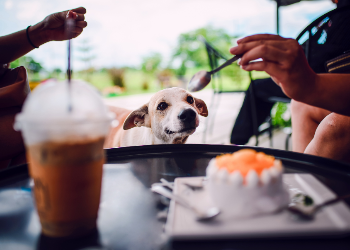 Vai suns var ēst šokolādi? Nē!