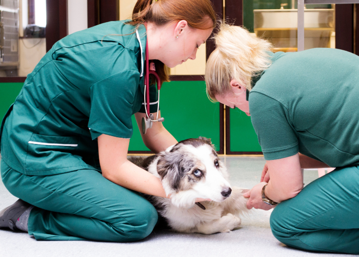 Suņa asiņu noņemšana pie veterinārārsta.